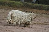 KOMONDOR 099